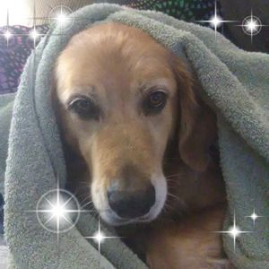 Meet your Posher, Donna